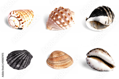 Collection of Mediterranean sea shells on white background