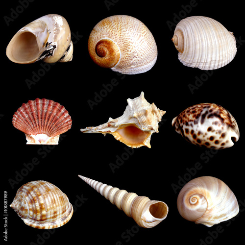 Collection of Mediterranean sea shells on black background