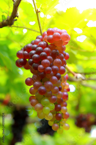 grapes in vineyard on a sunny day photo