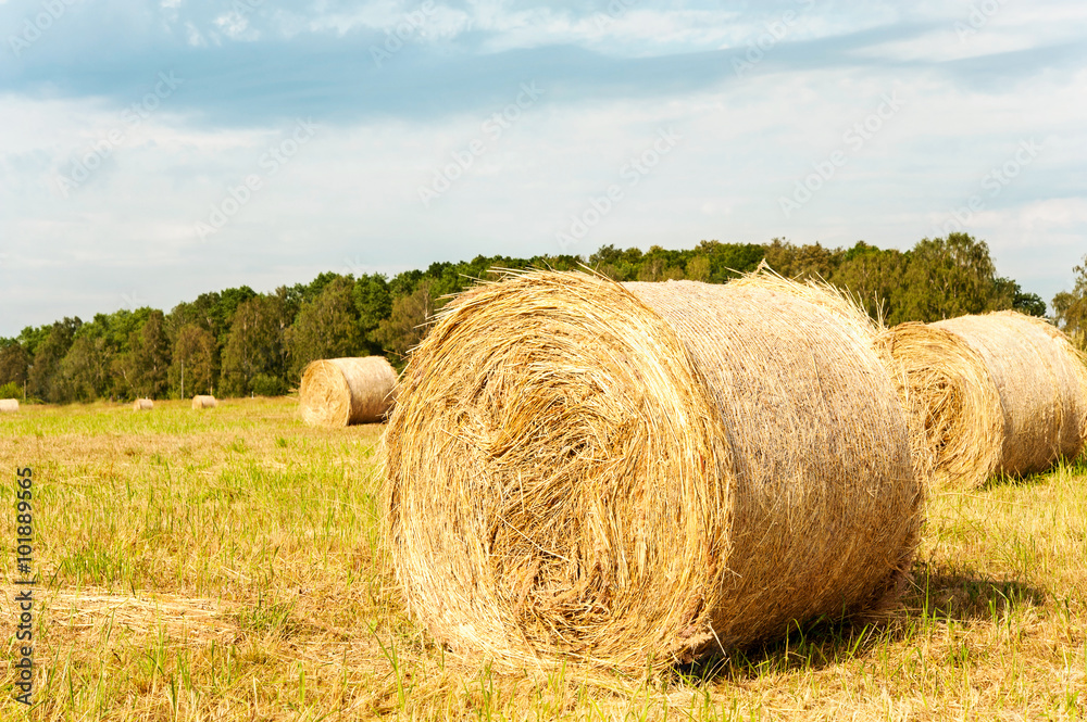 Many straw rolls on stubble field after harvesting. Harvest time Many straw rolls on stubble field after harvesting. Harvest time
