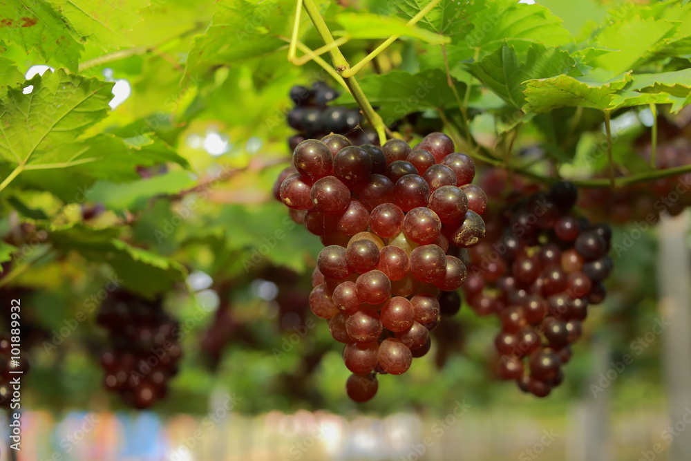 grapes in vineyard on a sunny day grapes in vineyard on a sunny day