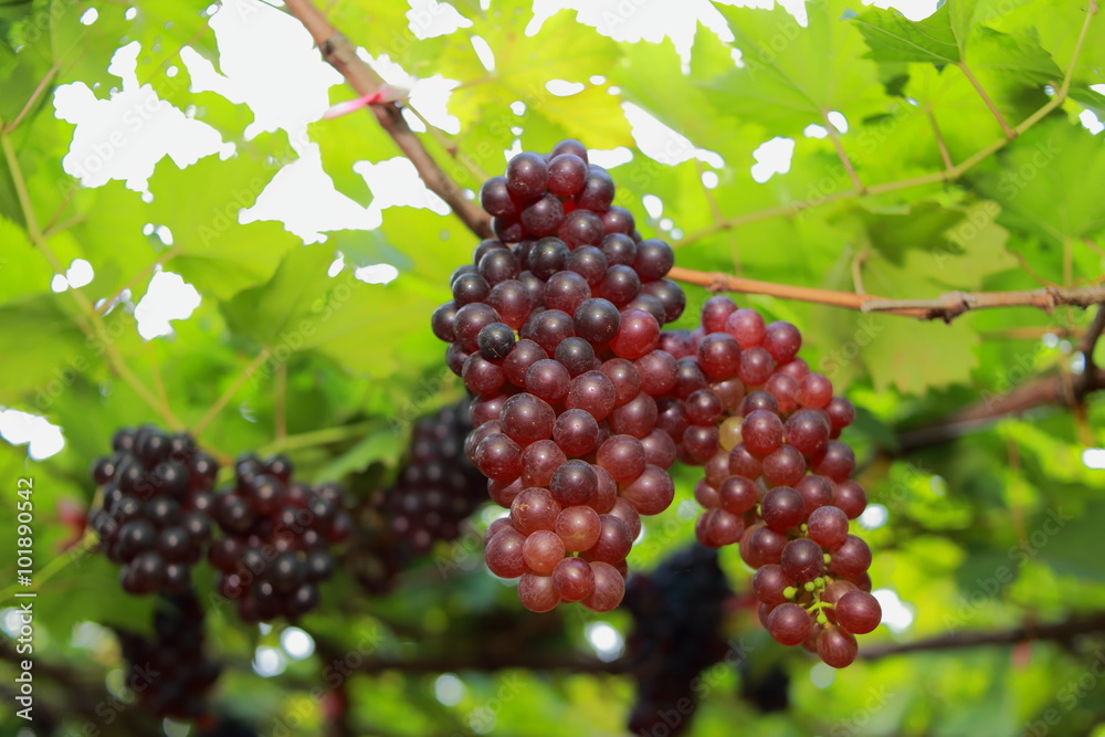 grapes in vineyard on a sunny day