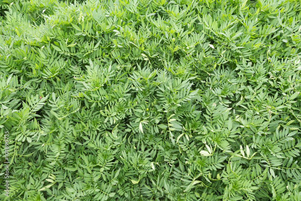 Abstract nature background. Green leaves texture. Abstract nature background. Green leaves texture.