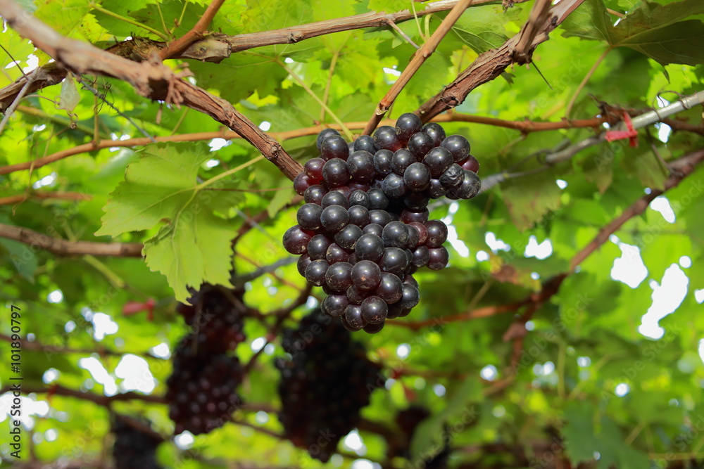 grapes in vineyard on a sunny day grapes in vineyard on a sunny day