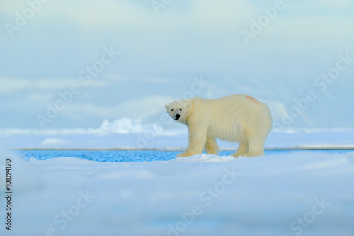 Big polar bear on drift ice edge with snow a water in Arctic Svalbard, big white animal in the nature habitat, foggy mountain in the background, Norway