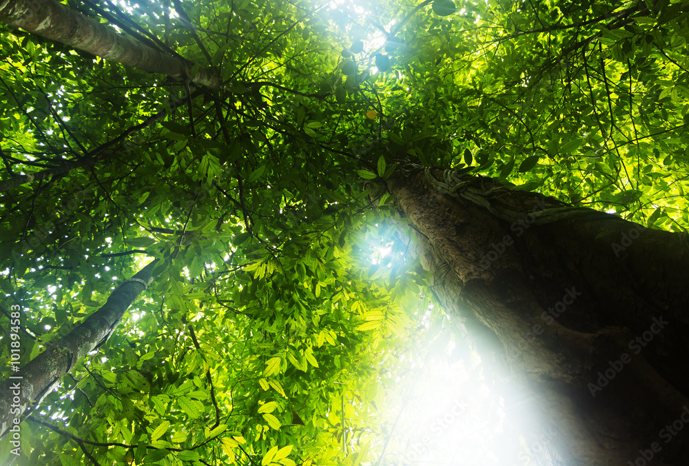 Fototapeta premium Beautiful green forest in summer with sun ray.