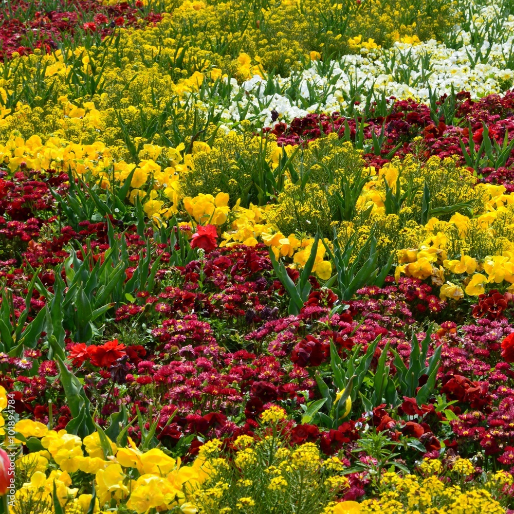 Blütenmeer im Frühling aus Stiefmütterchen und Tausendschön - Farbenfrohes Muster Blütenmeer im Frühling aus Stiefmütterchen und Tausendschön - Farbenfrohes Muster