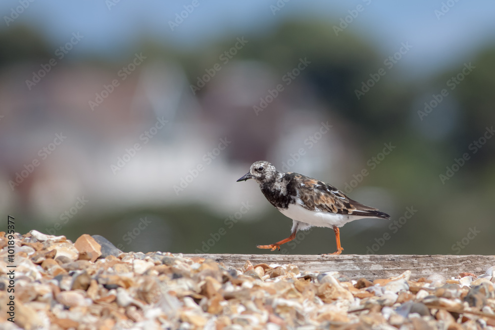 Ruddy Turnstone (Arenaria interpres) on a pebbled beach Ruddy Turnstone (Arenaria interpres) on a pebbled beach