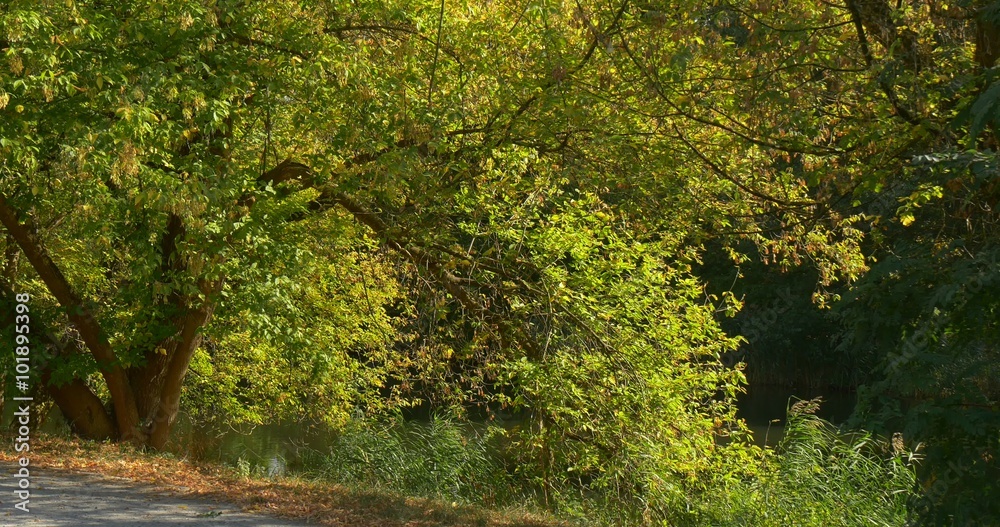 Big Green Spreading Tree On The Hill Near The Lake Green Bushes Grass Sunny Autumn Day Outdoors Big Green Spreading Tree On The Hill Near The Lake Green Bushes Grass Sunny Autumn Day Outdoors