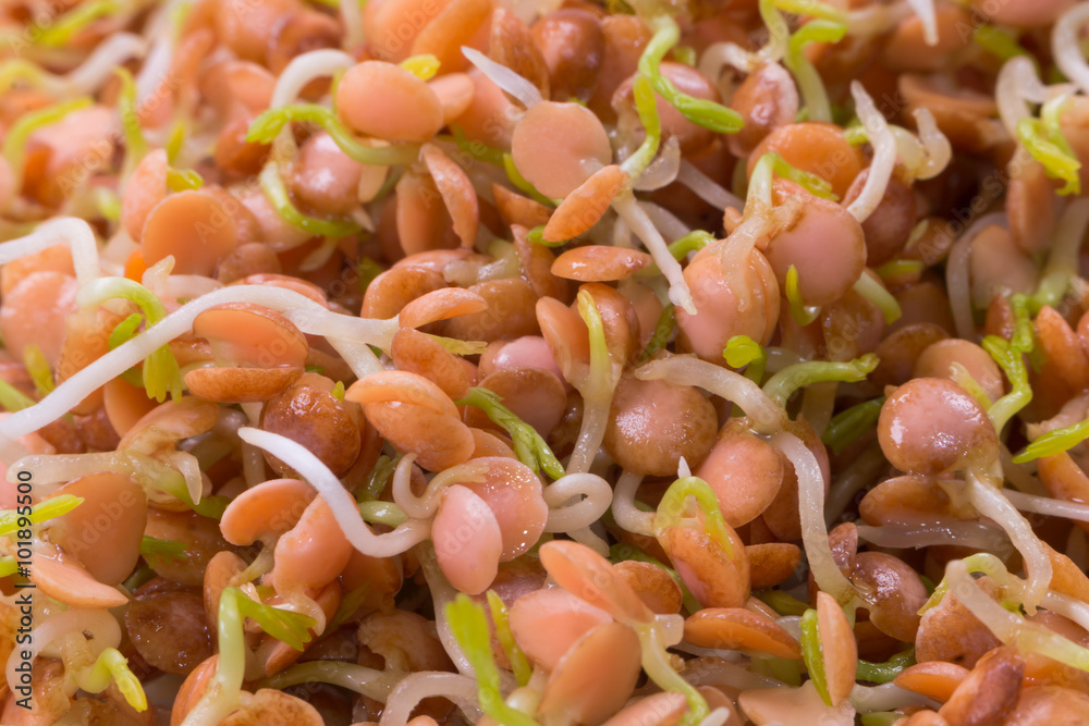 healthy food, sprouts red lentil close-up healthy food, sprouts red lentil close-up