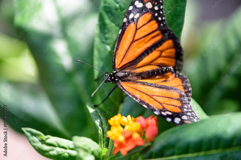 Fototapeta premium Monarch Butterfly (Danaus plexippus) (male)