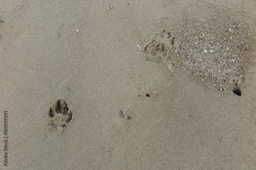 Footprints dog on the beach, Phuket, Thailand Footprints dog on the beach, Phuket, Thailand