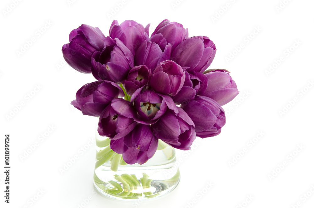 Lila Tulpen Lila Tulpen