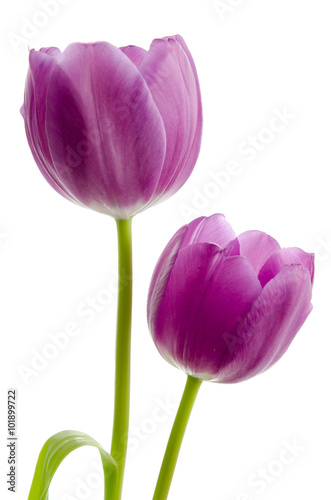 Zwei lila Tulpen