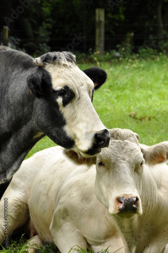 Vaches, prairie, ferme