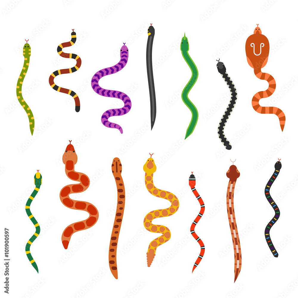 Fototapeta premium Vector flat snakes collection isolted on shite background
