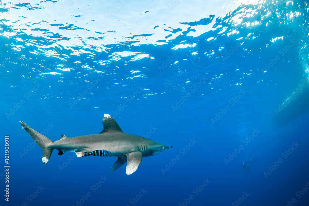 Oceanic whitetip shark approaching divers, Red Sea, Egypt Oceanic whitetip shark approaching divers, Red Sea, Egypt