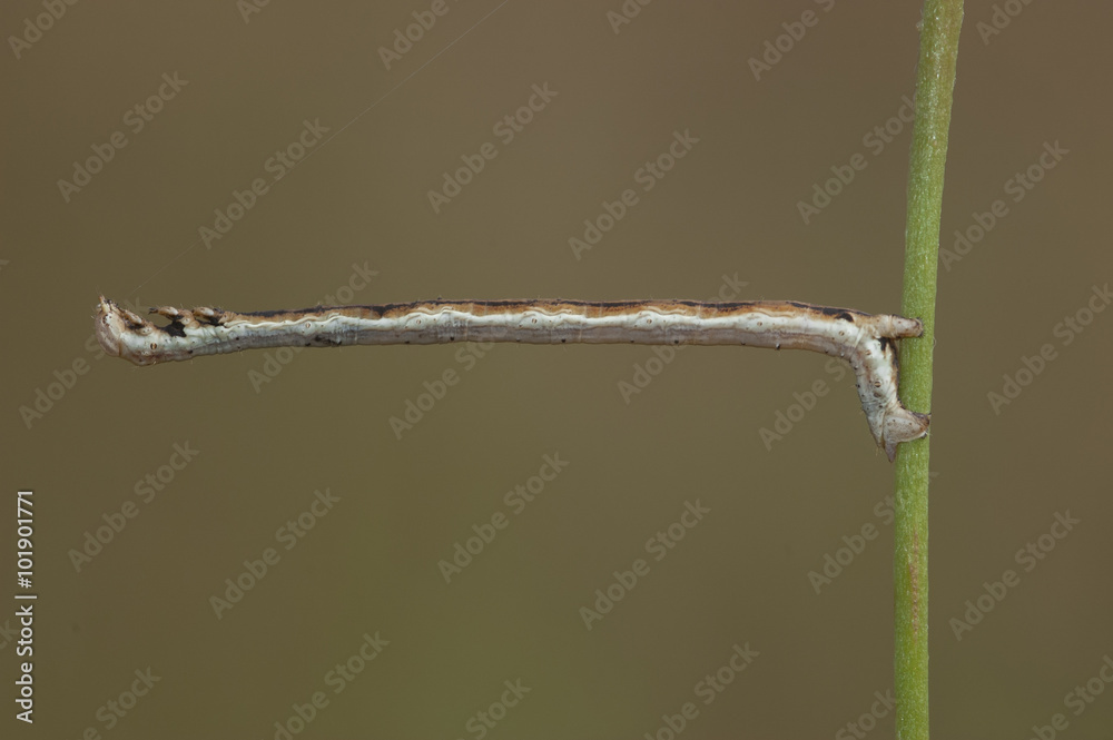 Fotografie oruga de mariposa geómetra