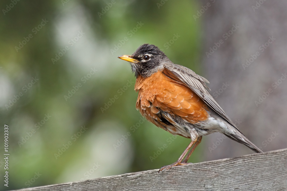 Bathed Robin Bathed Robin