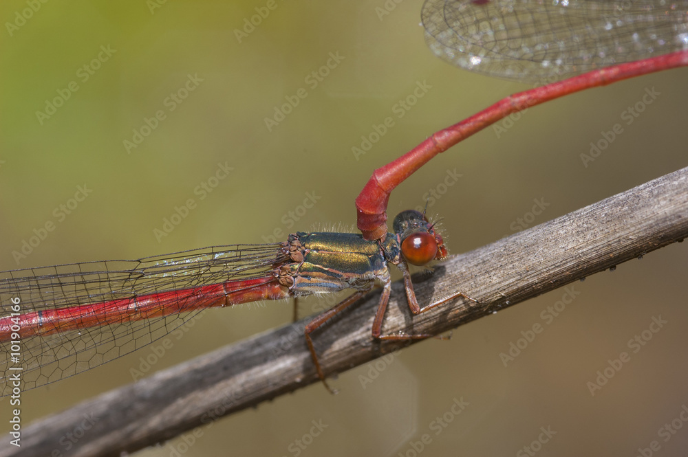 Fotografie Ceriagrion tenellum