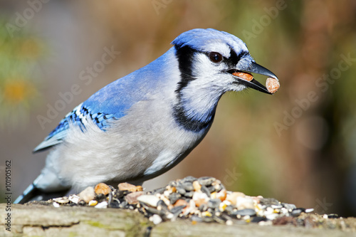 Blue Jay with nuts