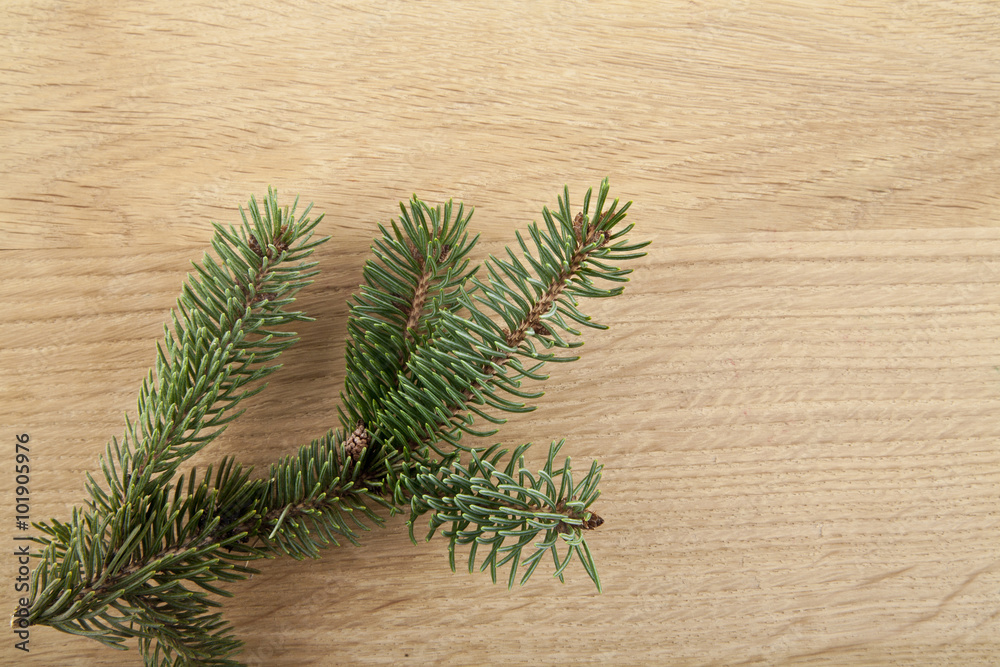 branch of fir-tree branch of fir-tree