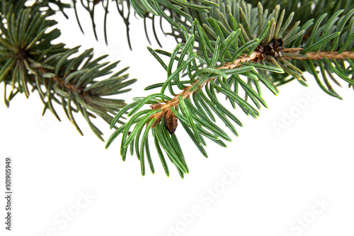 fir tree branch