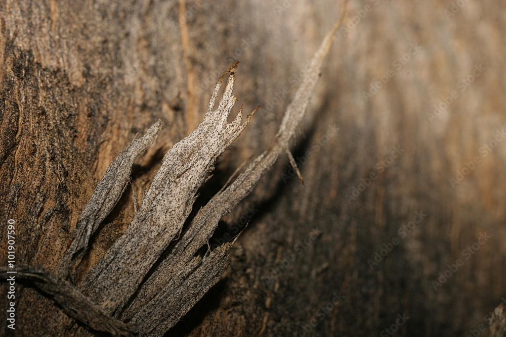 wood fiber wood fiber