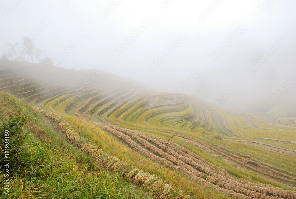 The color fog rice terrace in autumn, China The color fog rice terrace in autumn, China