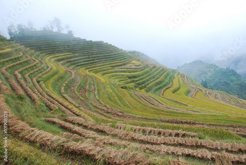 The color fog rice terrace in autumn, China