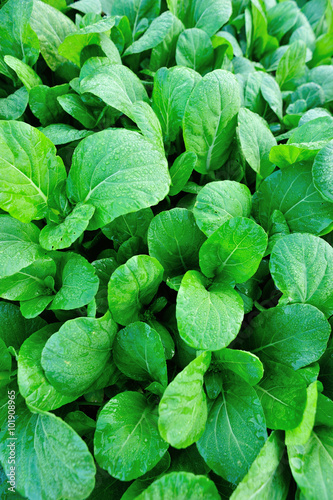 Canvastavla Green choy sum in growth at vegetable garden