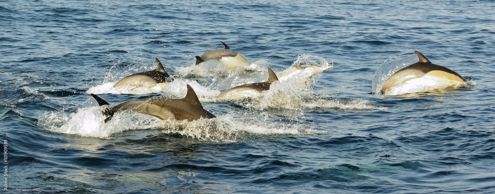 Fototapeta premium Group of dolphins, swimming in the ocean and hunting for fish. The jumping dolphins comes up from water. The Long-beaked common dolphin (scientific name: Delphinus capensis) in atlantic ocean.
