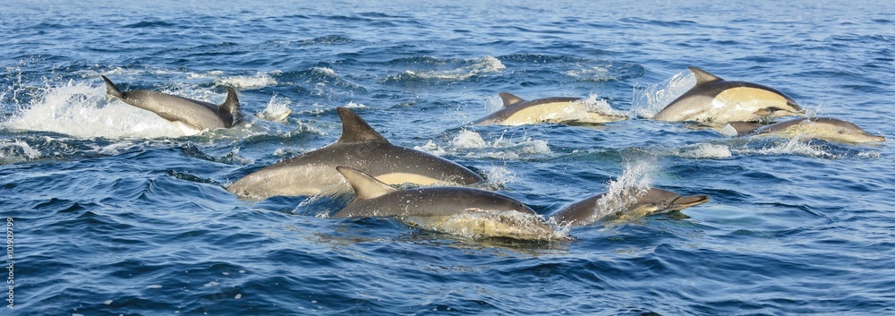 Naklejka premium Group of dolphins, swimming in the ocean and hunting for fish. The jumping dolphins comes up from water. The Long-beaked common dolphin (scientific name: Delphinus capensis) in atlantic ocean.