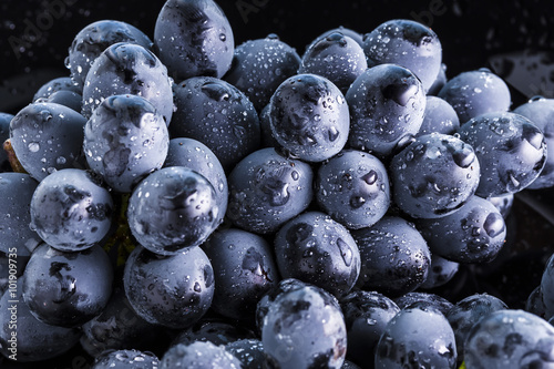 Obraz na plátně Ripe bunch of  blue grapes with shining water drops