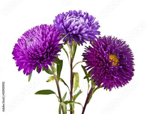 flowers photo
