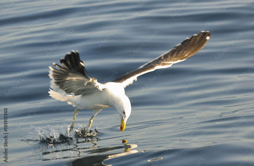 Kelp gull (Larus dominicanus), also known as the Dominican gull Kelp gull (Larus dominicanus), also known as the Dominican gull