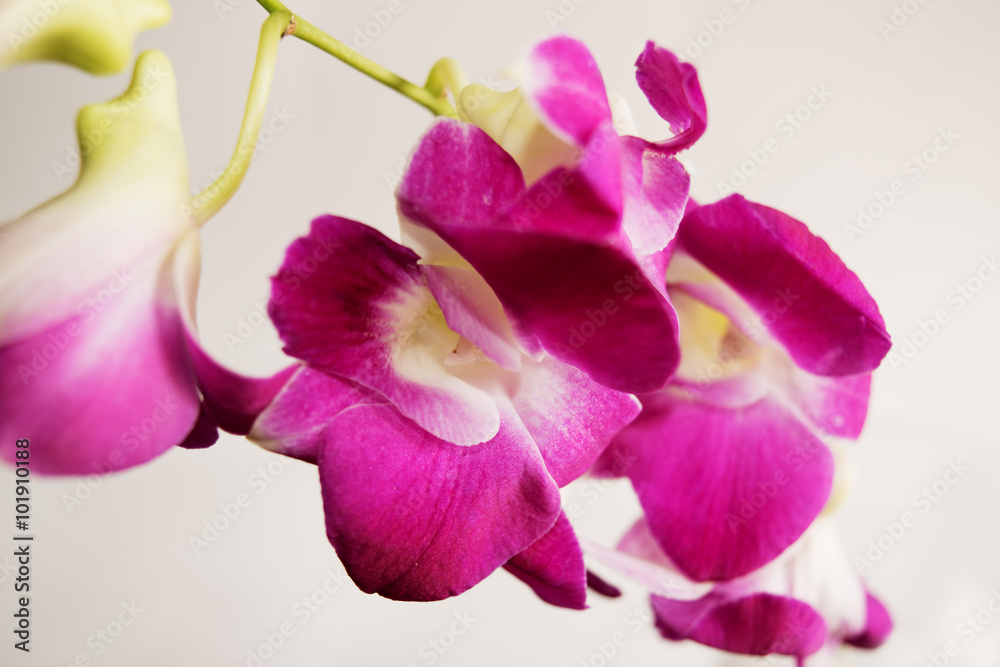 Obraz premium Purple Orchid Dendrobium