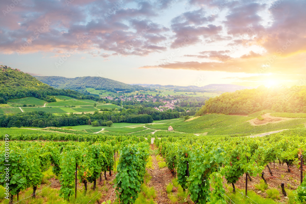 Panorama of vineyards in Burgundy. France