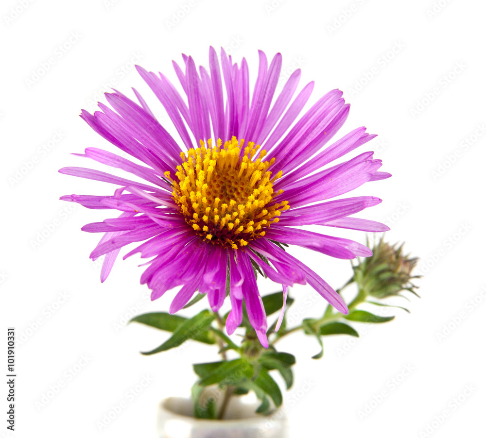 flower flower