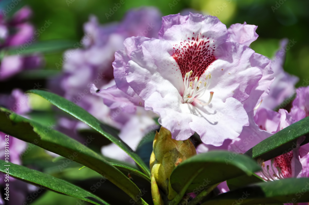 pink rhododendron flowers