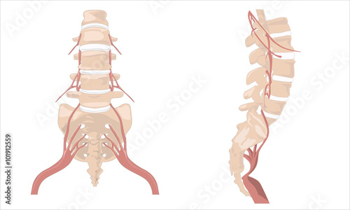 The Spinal Column. The Spinal Column Diagram. Human spine from s