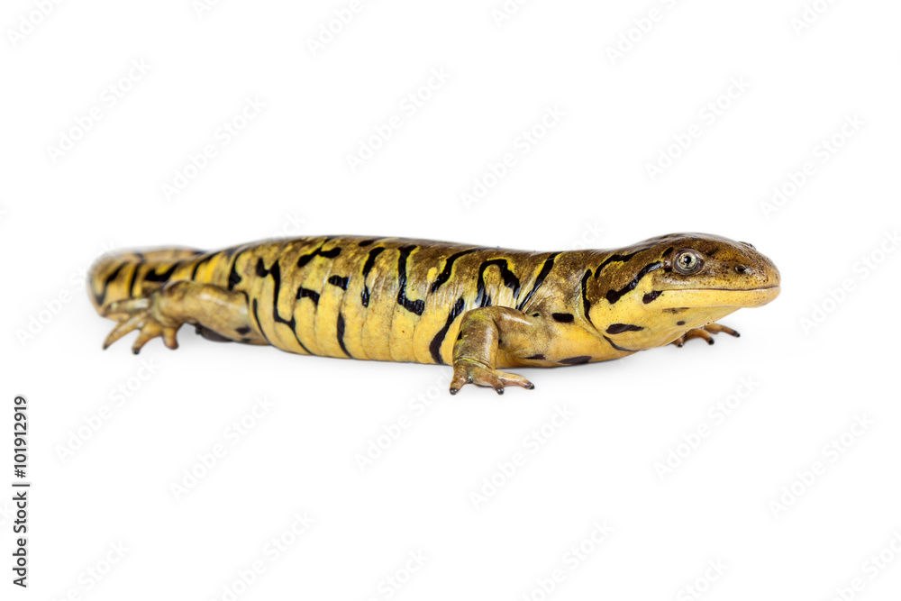 Profile of Tiger Salamander