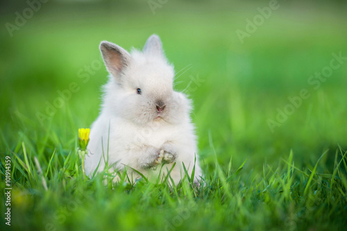Adorable little rabbit sitting on the field in summer