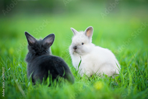 Little rabbits sitting outdoors in summer