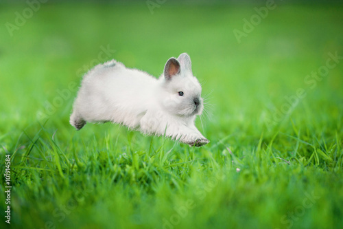 Little siamese rabbit running on the field in summer