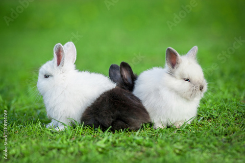Funny group of three little rabbits