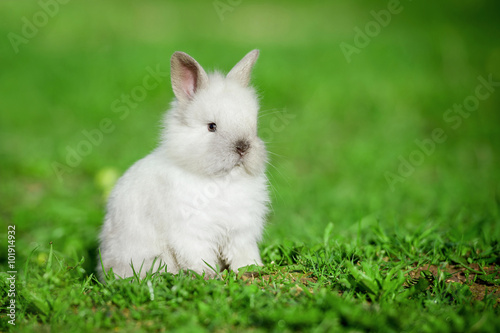 Little siamese rabbit sitting outdoors in summer