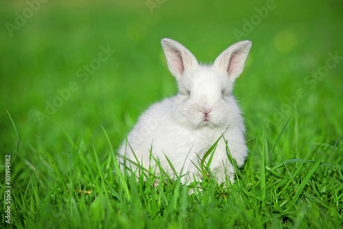 Little white rabbit in summer
