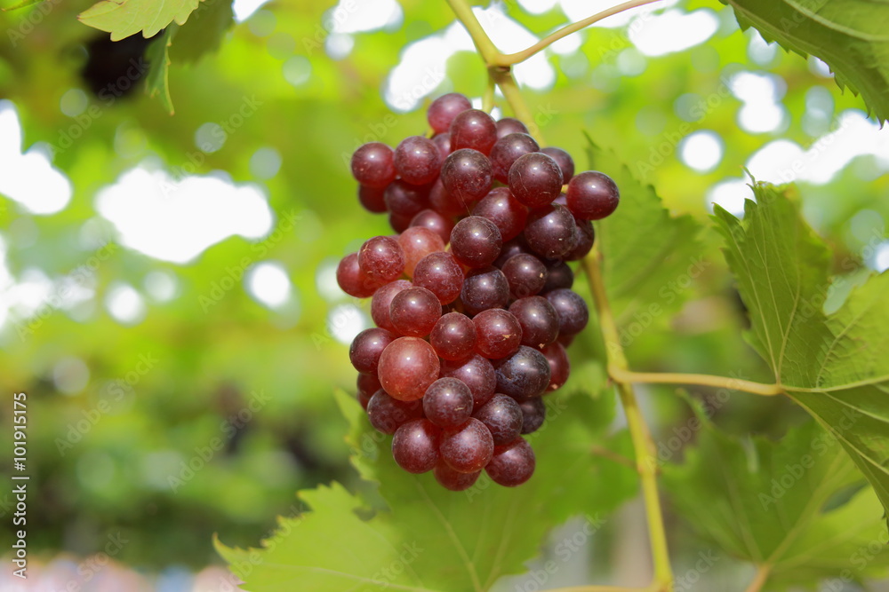 grapes in vineyard on a sunny day
