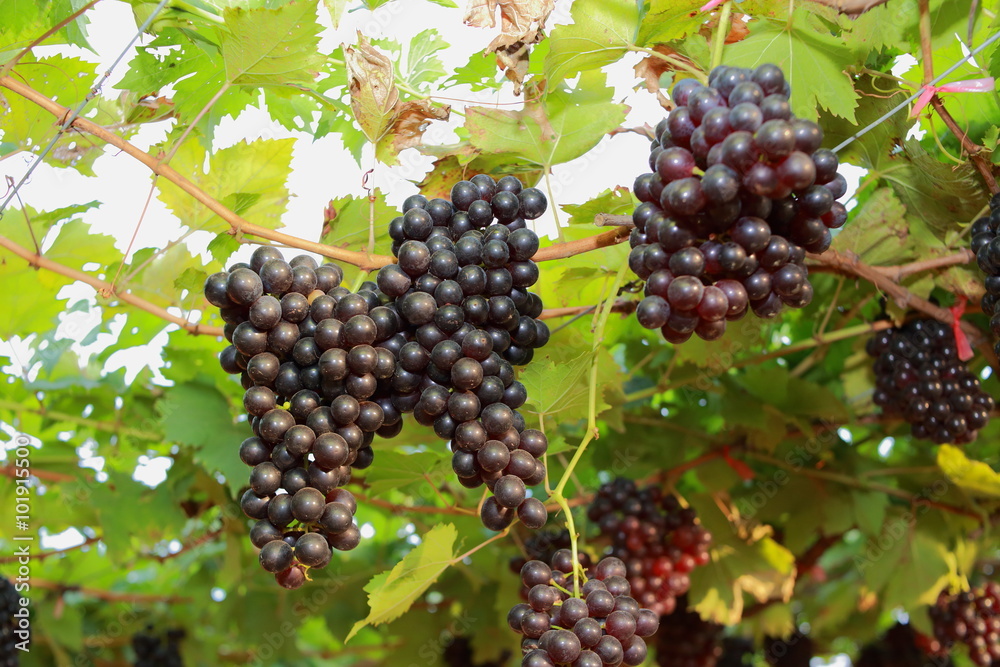 grapes in vineyard on a sunny day grapes in vineyard on a sunny day